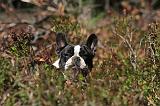 BOULEDOGUE FRANCAIS 490